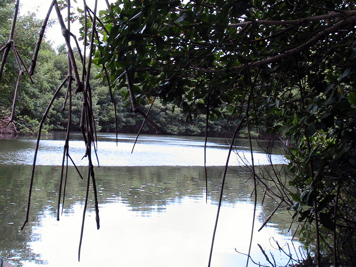 25 - Mangrove 082.jpg